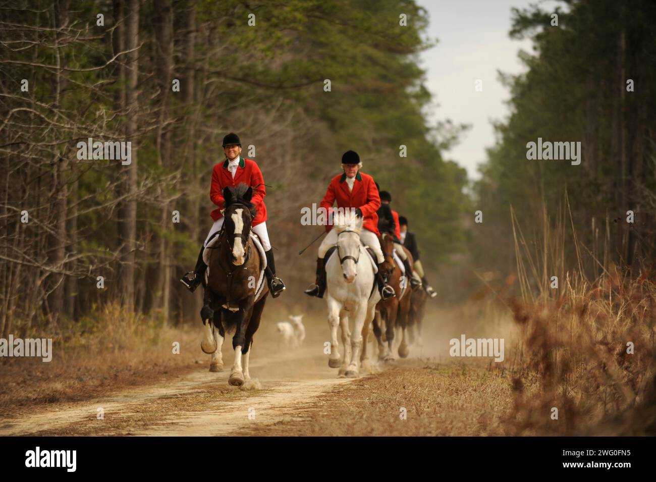 Les équestres suivent la meute de chiens comme ils trouvent le sentier envoyé laissé derrière par le cheval et le cavalier, qui quitte l'envoyé d'un renard à travers les bois, au cours d'un renard traditionnel h Banque D'Images Les équestres suivent la meute de chiens comme ils trouvent le sentier envoyé laissé derrière par le cheval et le cavalier, qui quitte l'envoyé d'un renard à travers les bois, au cours d'un renard traditionnel h Banque D'Images