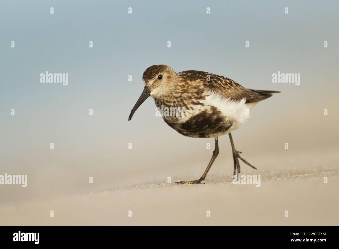 Oiseau - Dunlin Calidris alpina adulte oiseau migrateur, oiseau de rivage adulte mer Baltique, Pologne Europe Banque D'Images