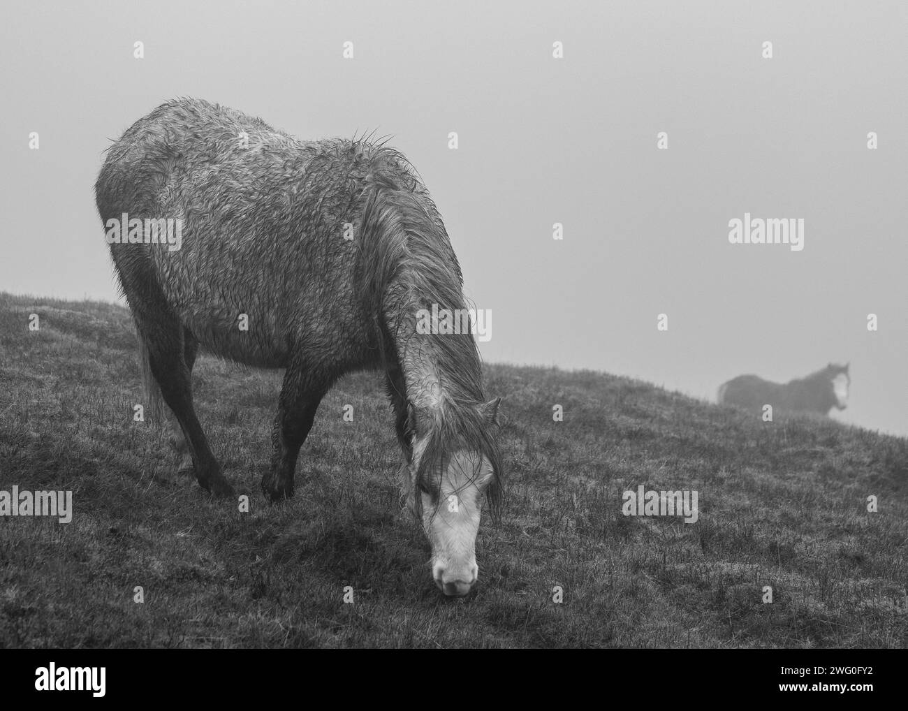 Chevaux sauvages qui paissent dans un paysage brumeux avec une ambiance noir et blanc Banque D'Images