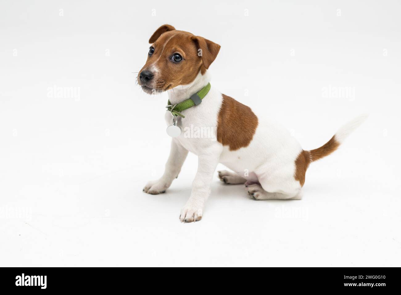 Jack Russell Terrier, isolé sur blanc au studio Banque D'Images