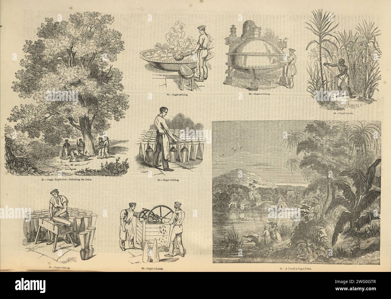 Scènes de l'industrie sucrière, raffinage, sirop d'érable, canne à sucre, années 1850 victoriennes Banque D'Images