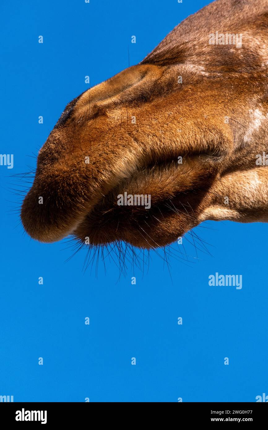 Pays-Bas, Amsterdam le 2022-09-22. Photographie animalière au zoo Artis à Amsterdam. Photographie de Martin Bertrand. Pays-Bas, Amsterdam le 2022-09-22. Banque D'Images