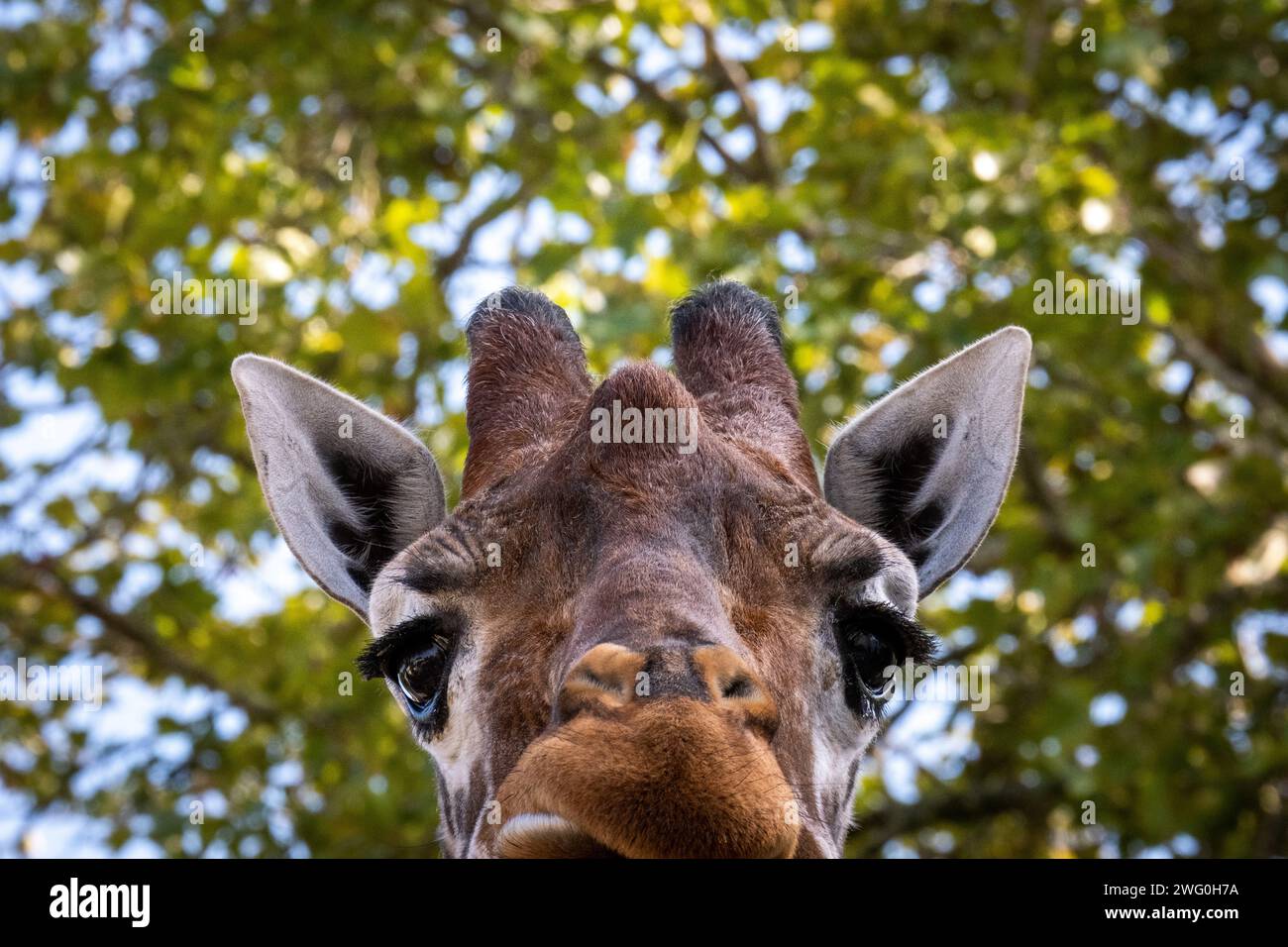 Pays-Bas, Amsterdam le 2022-09-22. Photographie animalière au zoo Artis à Amsterdam. Photographie de Martin Bertrand. Pays-Bas, Amsterdam le 2022-09-22. Banque D'Images
