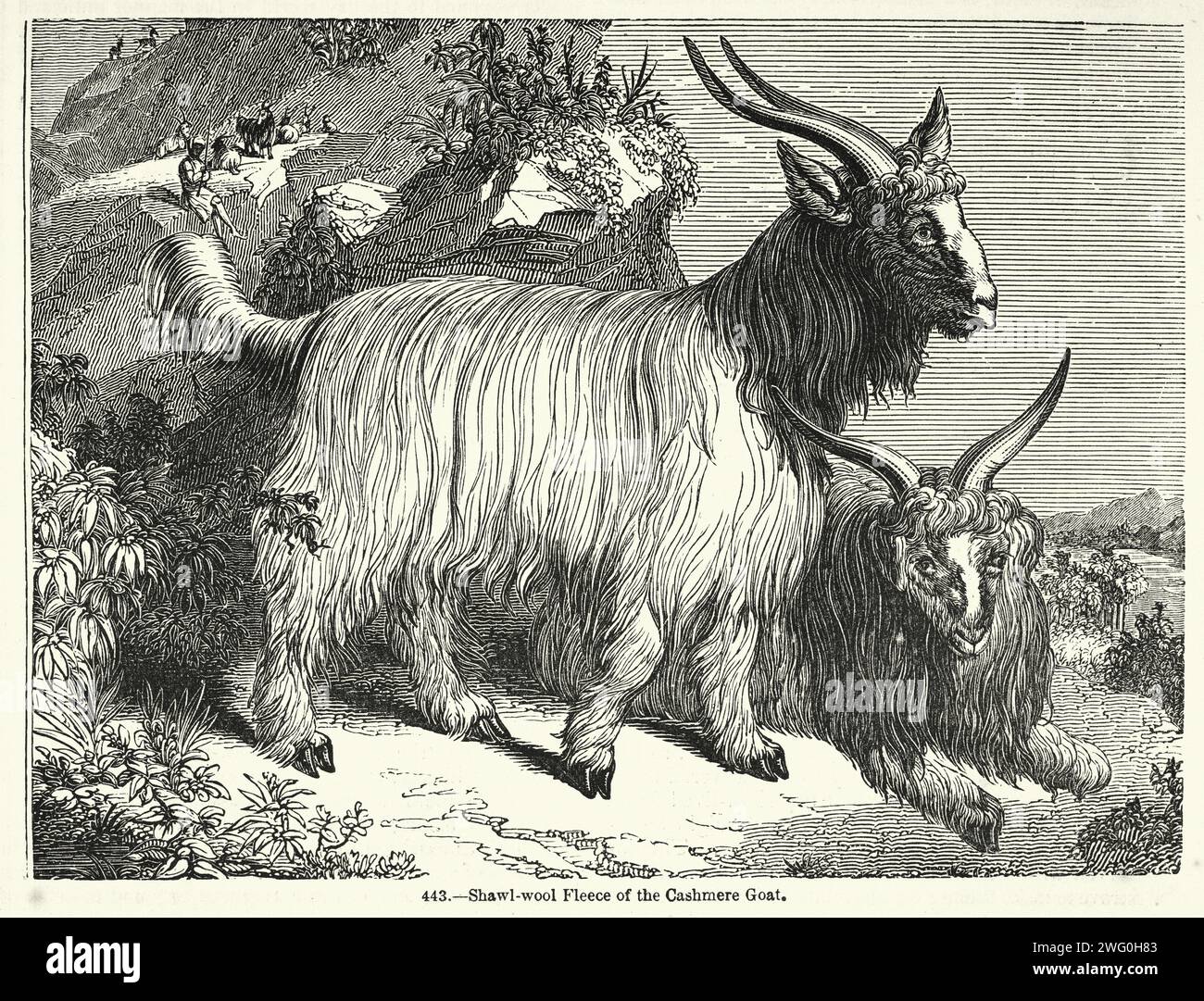 Illustration vintage, polaire de laine châle de la chèvre cachemire, victorienne 19e siècle Banque D'Images