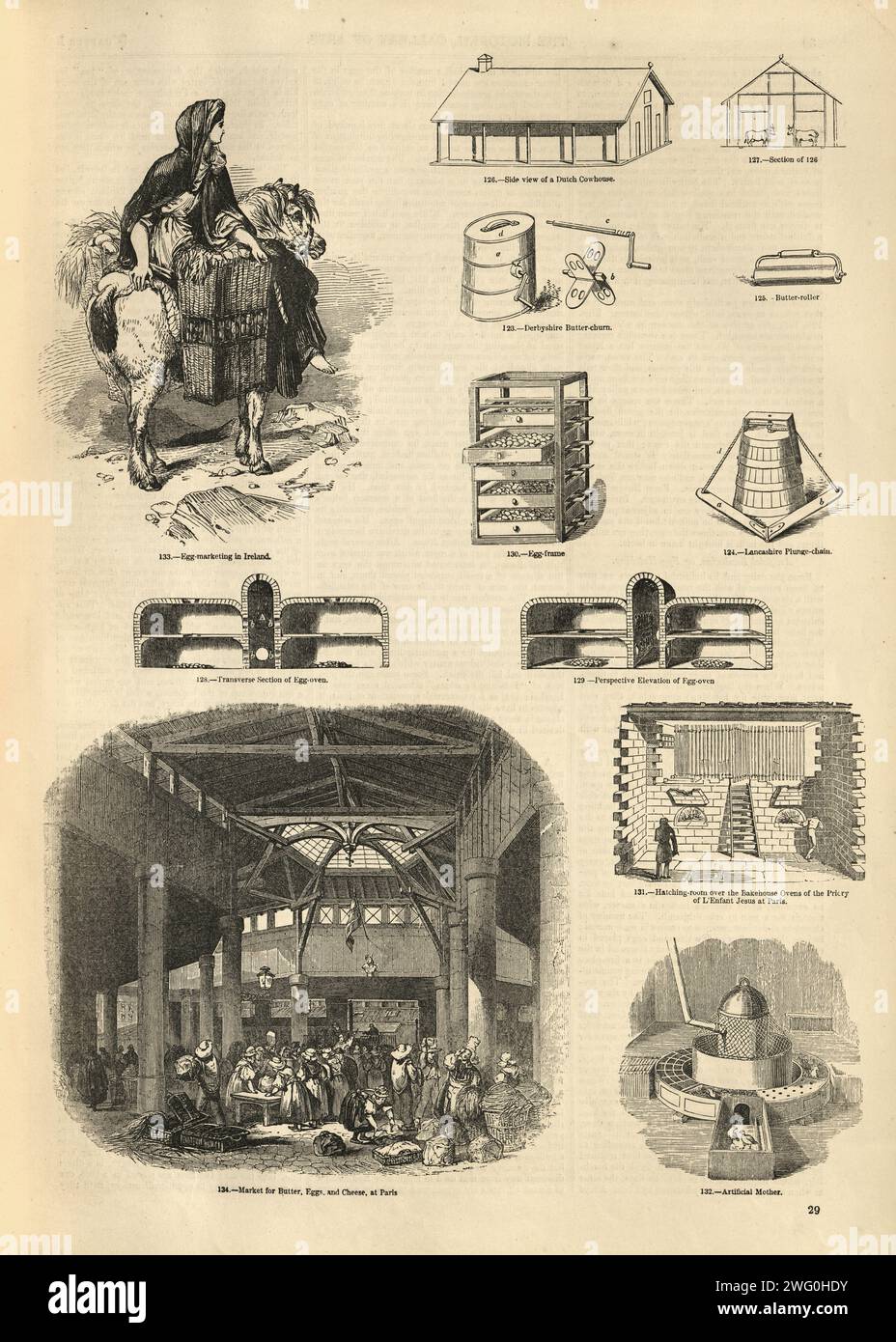 Page d'illustration vintage à voir avec les poulets d'élevage, production d'œufs, années 1850, histoire victorienne 19e siècle Banque D'Images