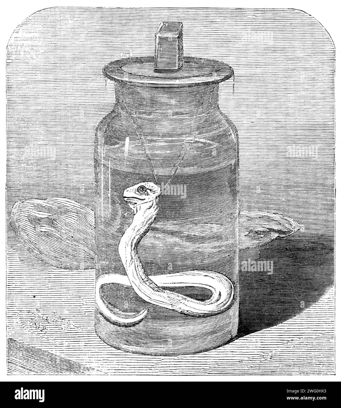 Jeune python dans les jardins de la Société zoologique, 1862. «Que les germes de la vie ont été implantés dans [les oeufs], et que tout s'est déroulé de manière satisfaisante jusqu'au quinzième jour après le début de l'incubation, est connu par l'examen fait de l'un d'eux à cette époque, et par la découverte satisfaisante d'un python embryonnaire vivant dans son intérieur. Notre gravure représente ce petit animal, maintenant soigneusement conservé dans les esprits... si les autres œufs sont susceptibles d'éclore en temps voulu est encore, croyons-nous, un peu incertain. Seulement un ou deux cas se sont produits dans lesquels un enregistrement a b Banque D'Images