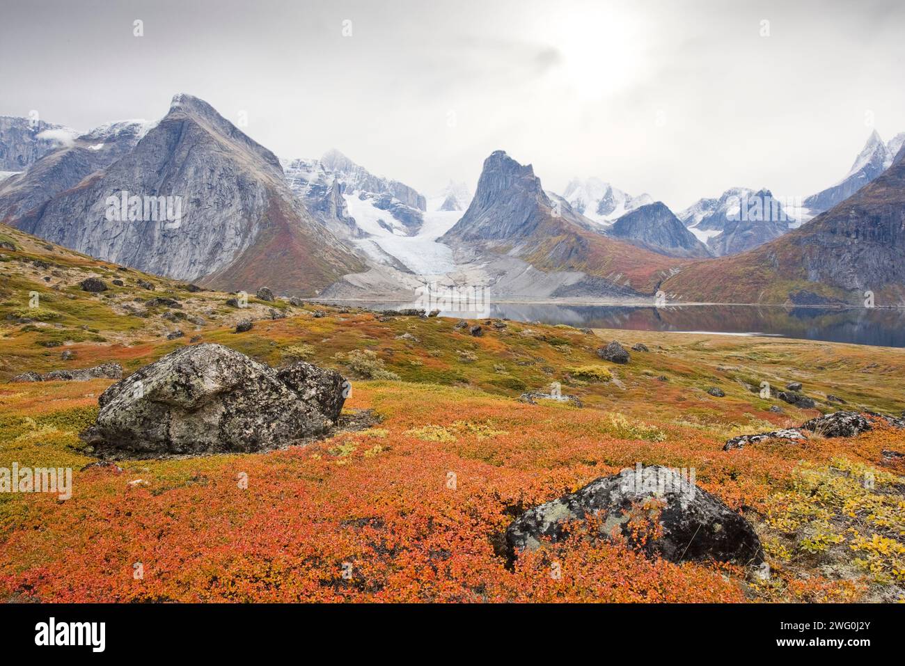 À travers l'étendue du bouleau nain et du saule nain se trouve Greenlands, Tasermiut Fjord. Banque D'Images