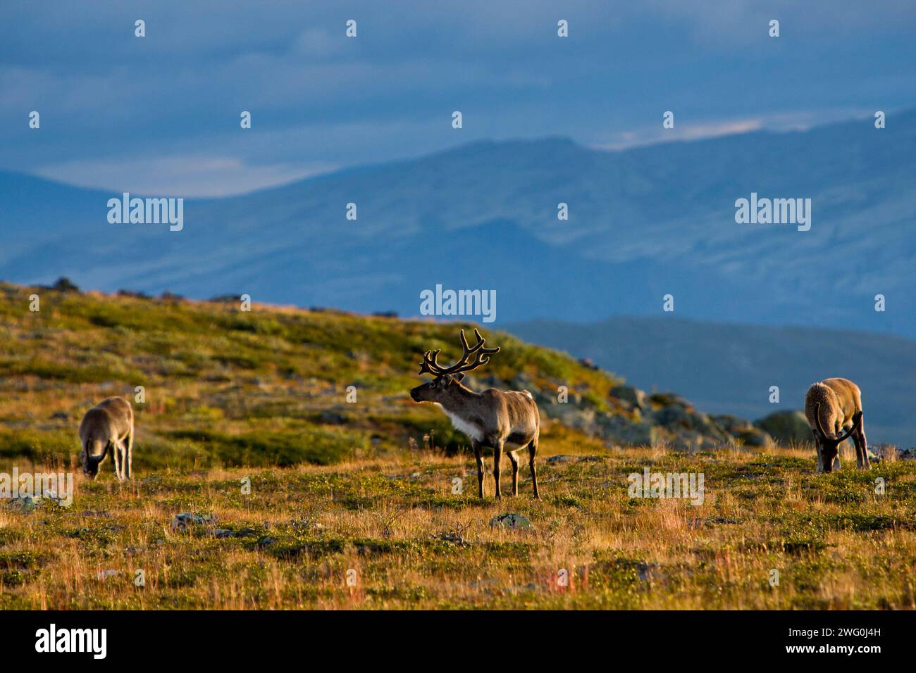Une lumière matinale illumine les rennes dans le parc national norvégien de Jotunheimen. Banque D'Images