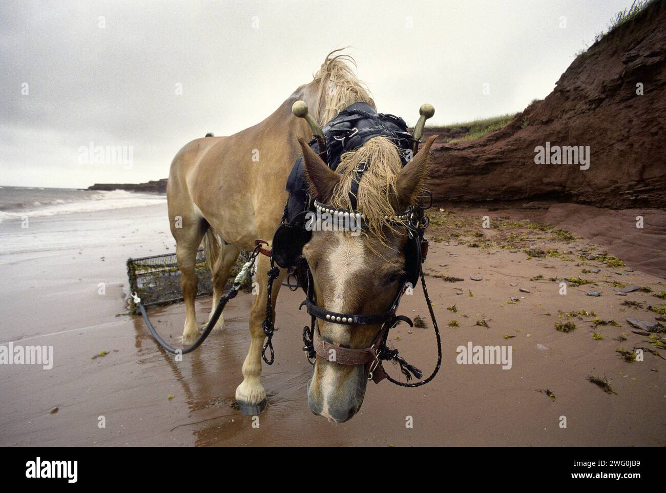 Un cheval fatigué fait une pause lors de la récolte de la mousse d'Irlande (Chondrus crispus) à l'Île-du-Prince-Édouard, au Canada. Banque D'Images