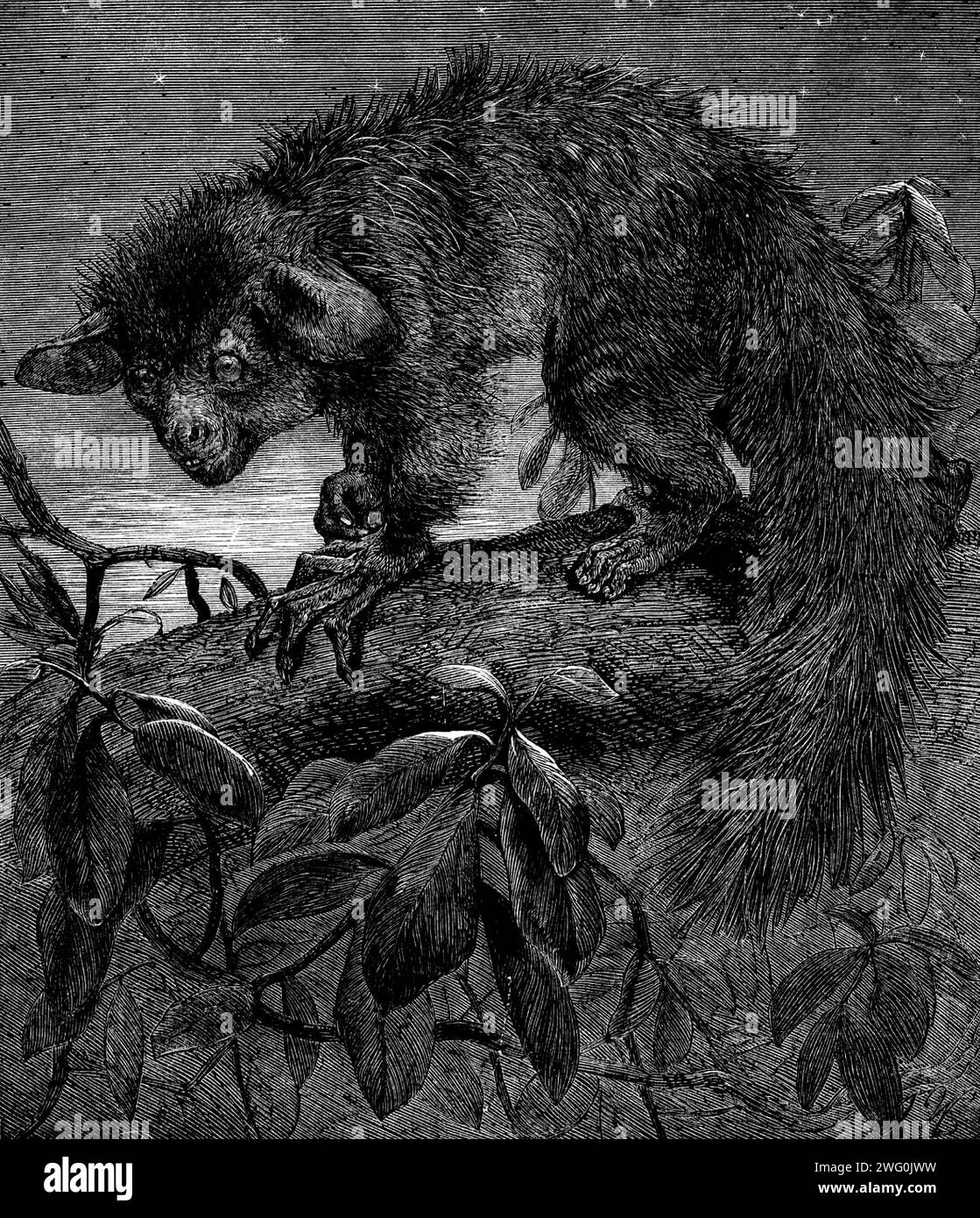 L'Aye-Aye, récemment ajoutée à la collection de la Société zoologique, Regent's Park, 1862. 'L'Aye-Aye (Cheiromys Madagascariensis) est l'un des plus rares et des moins connus de la tribu des singes...[il] a été découvert par le voyageur français Sonnerat, dans les forêts de Madagascar...il a reçu son nom de l'expression de surprise qui aurait été utilisée par les indigènes quand il a été vu pour la première fois...la Société zoologique a...réussi à obtenir le premier spécimen...qui a atteint l'Europe vivant. Edward Mellish, de l'île Maurice... connaissant l'intérêt qui s'attachait à l'Aye-Aye, faisait grand Banque D'Images