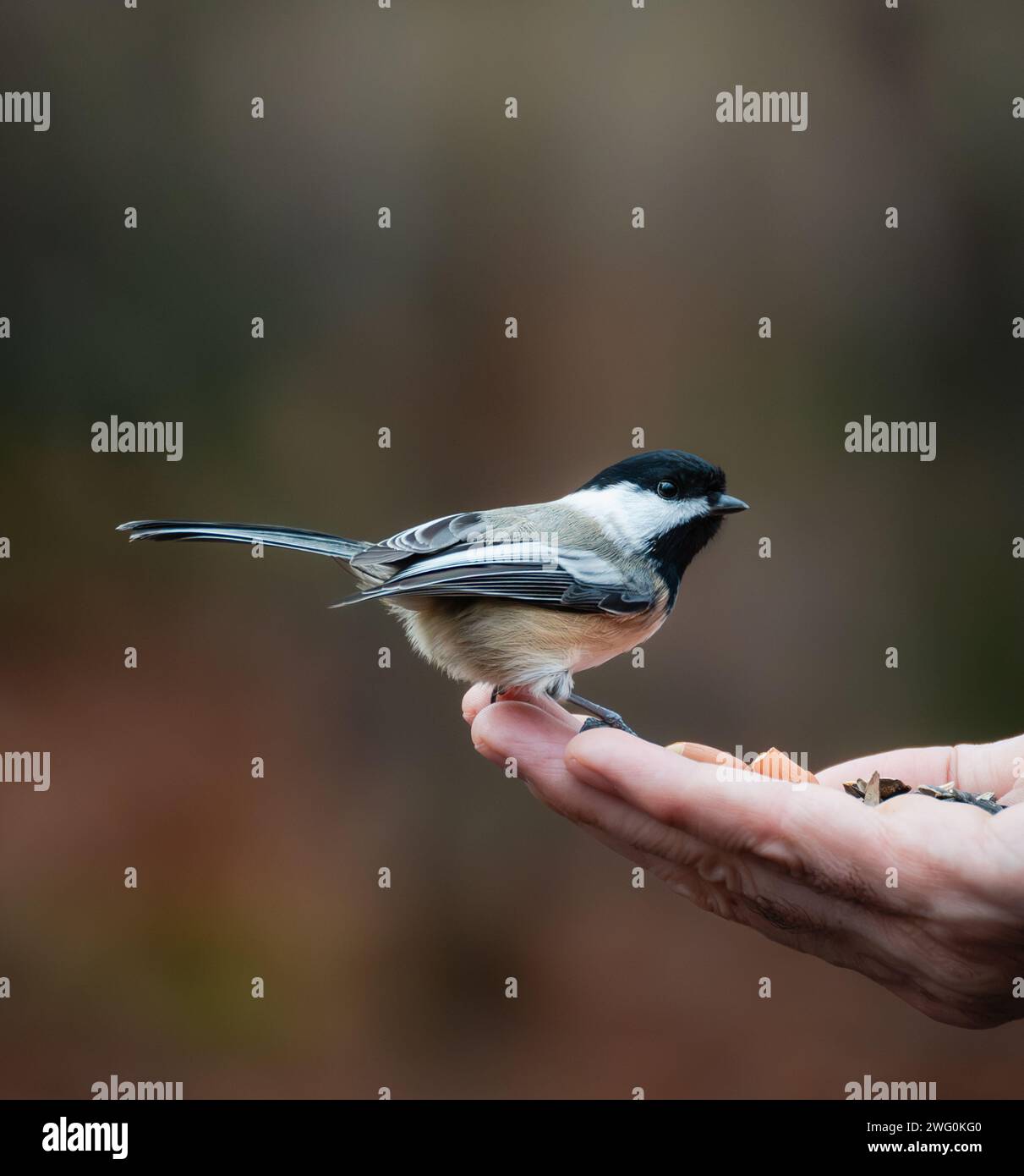 Gros plan de l'oiseau chickadee sur la main tenant les graines à l'extérieur. Banque D'Images