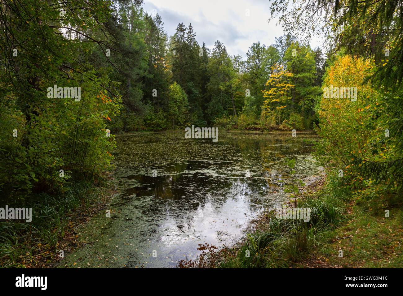Paysage naturel sauvage, lac calme dans la forêt d'automne Banque D'Images