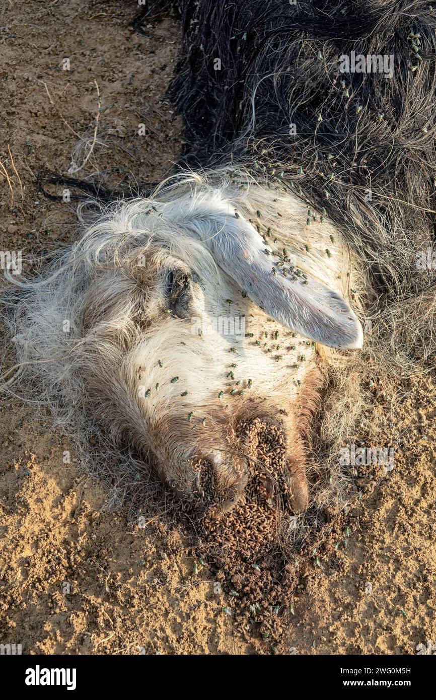 Les troupeaux de mouche ovine (Lucilia sericata) nourrissent et pondent des œufs sur la carcasse d’un mouton (distemper). Les larves de mouches mangent le cadavre pourri, les décomposeurs. Pi Banque D'Images