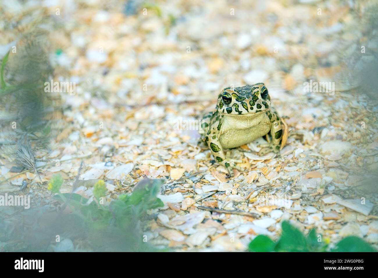 Le crapaud variable (Bufo viridis) chasse les petits insectes dans les dunes des steppes. Arabatskaya strelka. Mer d'Azov Banque D'Images