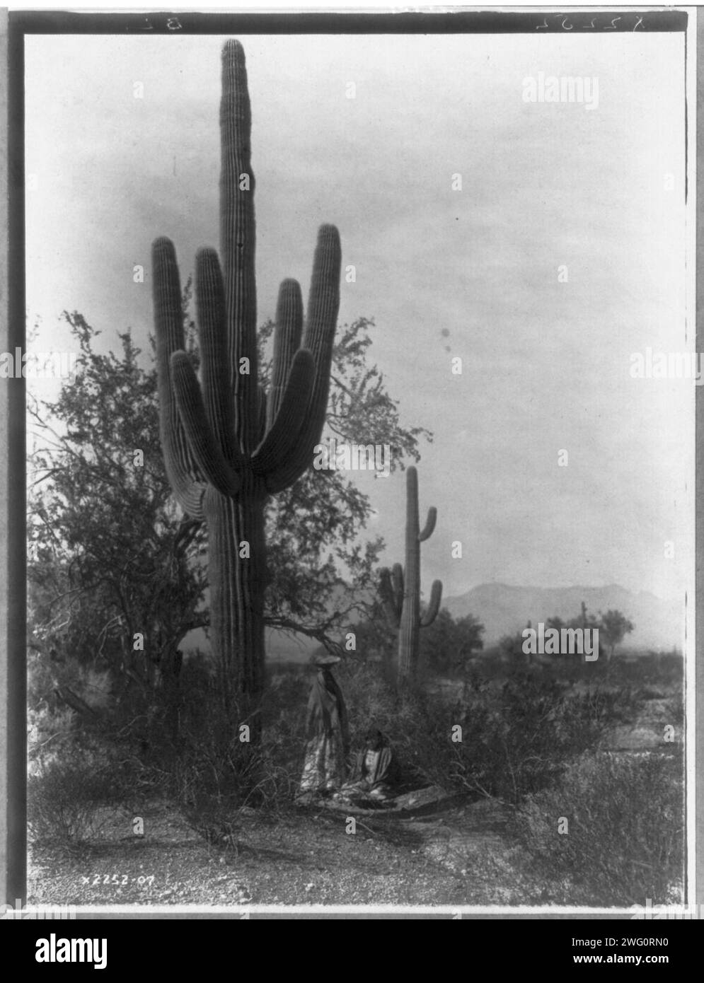 La récolte saguaro-Pima, c1907. Deux femmes pima récoltant "hasen", le fruit doux de la taille d'une poire du cactus géant Saguaro, qui peut être mangé frais ou séché, pourrait également être utilisé pour faire du sirop ou du vin. Banque D'Images