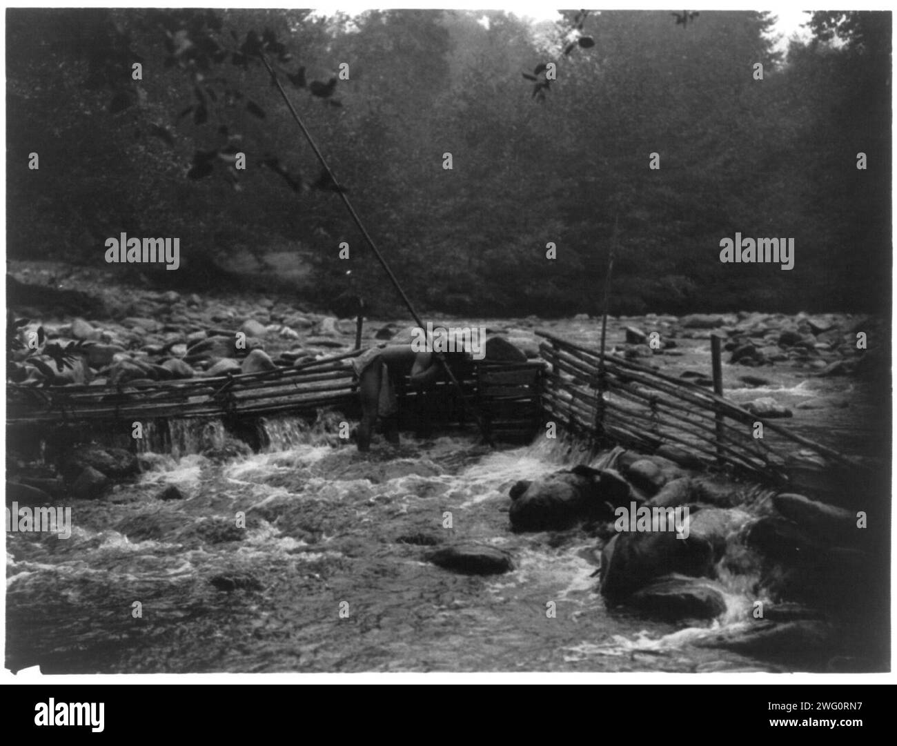 Piège à truites Hupa, c1923. Hupa homme avec lance regardant dans un piège à poissons. Banque D'Images