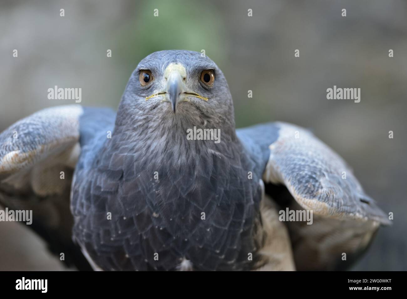 Aigle-buzzard à chant noir ( Geranoaetus melanoleucus ), gros plan, vue frontale, oiseau de proie, famille des faucons et des aigle, Andes, Amérique du Sud. Banque D'Images