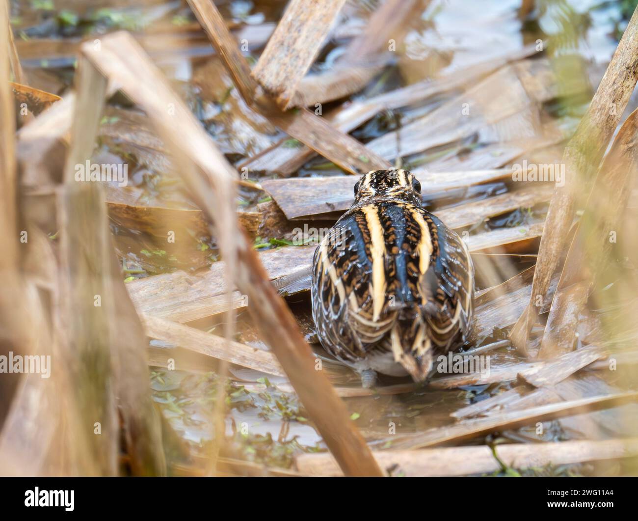 Un Jack Snipe, Lymnocryptes minimus caché dans une tourbière à Bowland, Yorkshire, Royaume-Uni. Banque D'Images