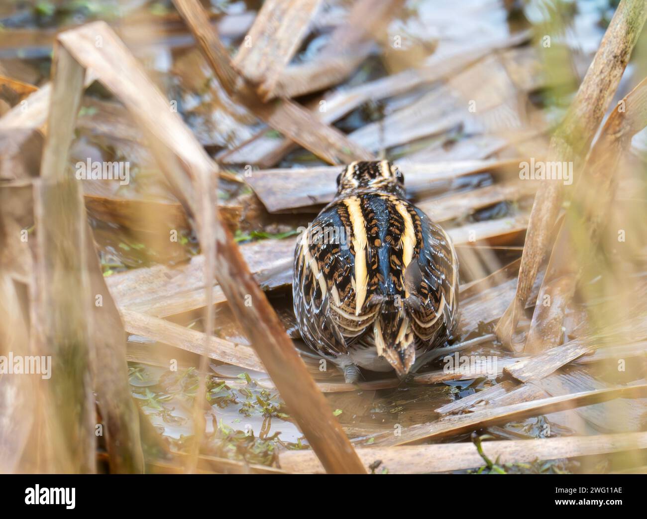 Un Jack Snipe, Lymnocryptes minimus caché dans une tourbière à Bowland, Yorkshire, Royaume-Uni. Banque D'Images