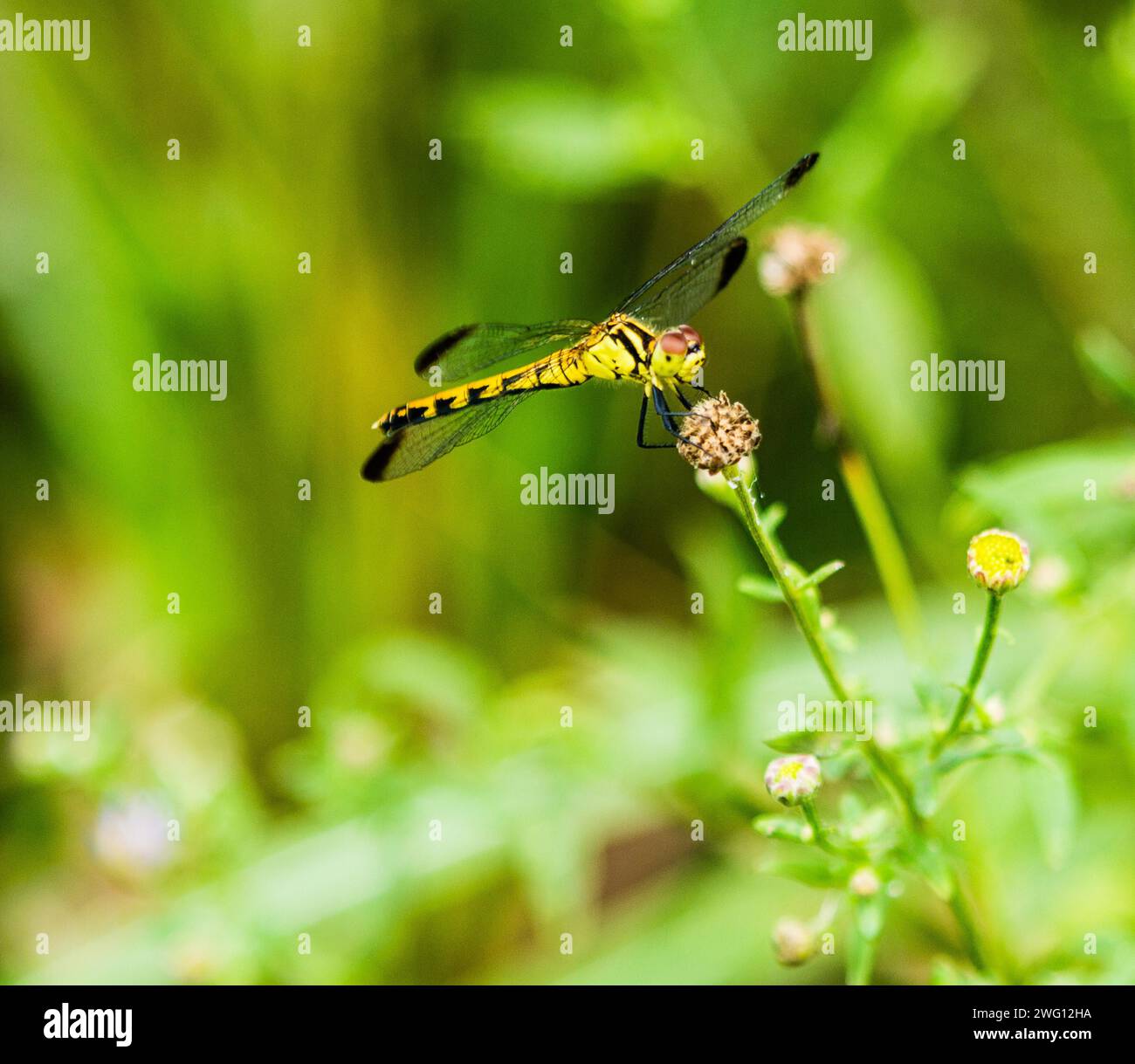 Une libellule jaune et noire perchée sur une petite fleur Banque D'Images