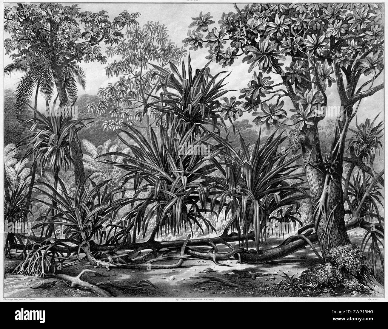 Lithography arbres forestiers Banque d&amp;#39;images noir et blanc - Alamy