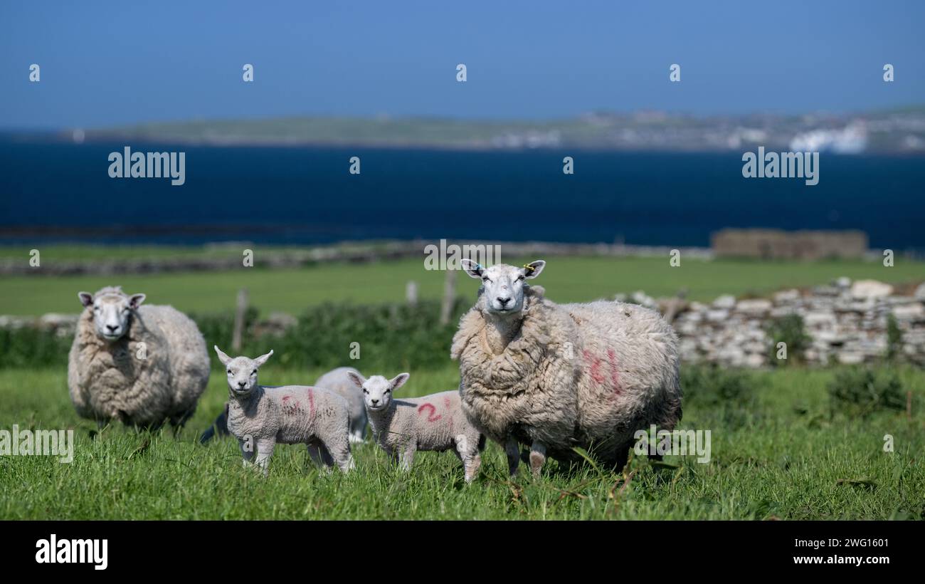 Shetland Cheviot brebis avec des agneaux jumeaux pâturant sur des pâturages luxuriants près de la mer avec la ville de Stromness en arrière-plan. Îles Orcades, Écosse, Royaume-Uni. Banque D'Images