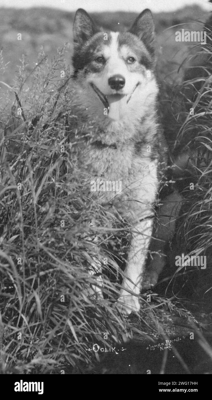 Oolik, un huskie d'Alaska, entre c1900 et c1930. Banque D'Images