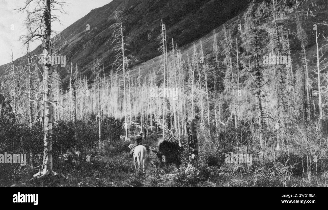 Sentier vers Sunrise, entre c1900 et 1916. Banque D'Images