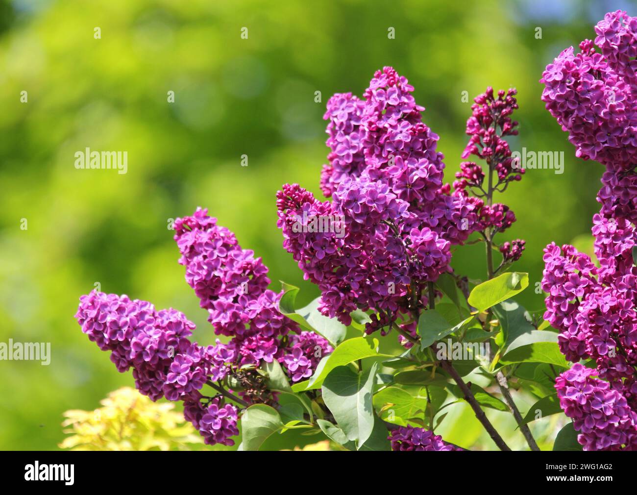 Fleurs de syringa ou de lilas au printemps Banque D'Images