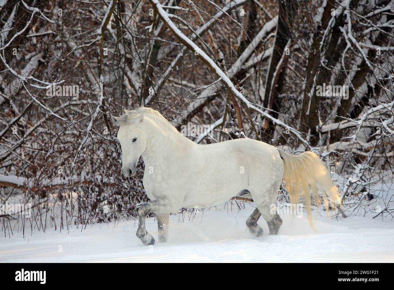 Cheval de dressage blanc en mouvement sur le champ de neige Banque D'Images