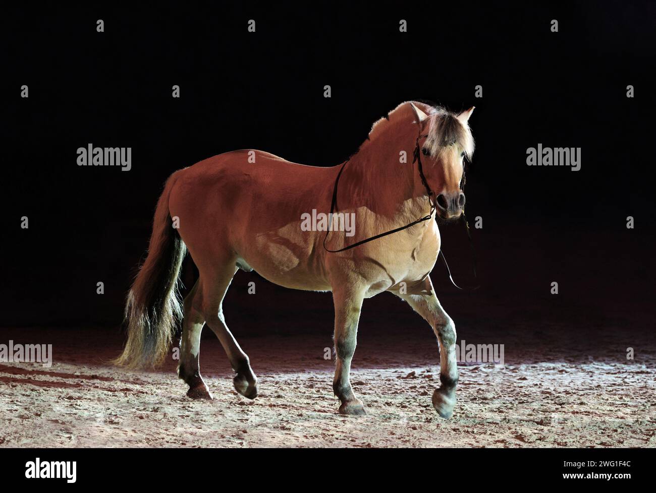 Cheval de fjord norvégien sur fond de manège sombre Banque D'Images