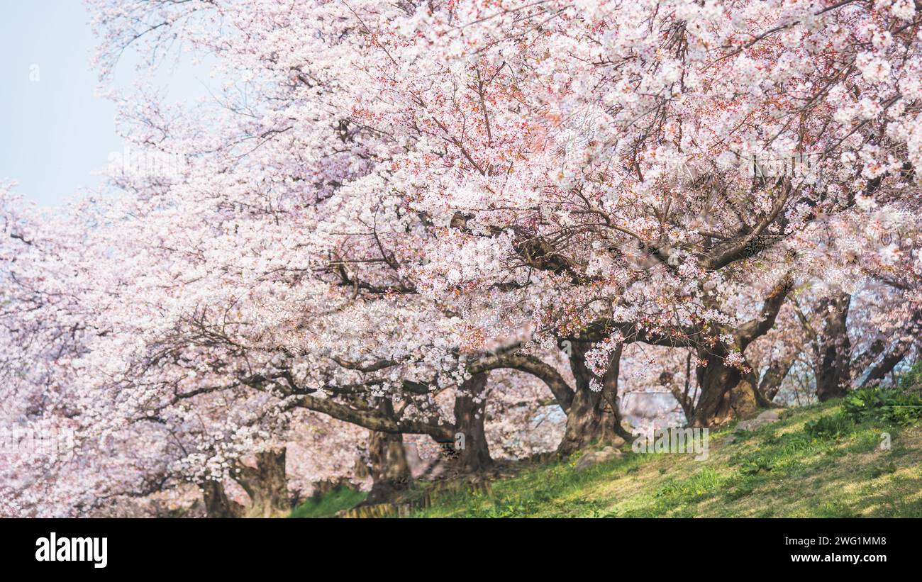 Les arbres en fleurs Sakura sont ornés de délicates fleurs blanches et roses Banque D'Images