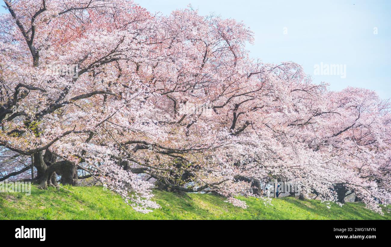 Les arbres en fleurs Sakura sont ornés de délicates fleurs blanches et roses Banque D'Images