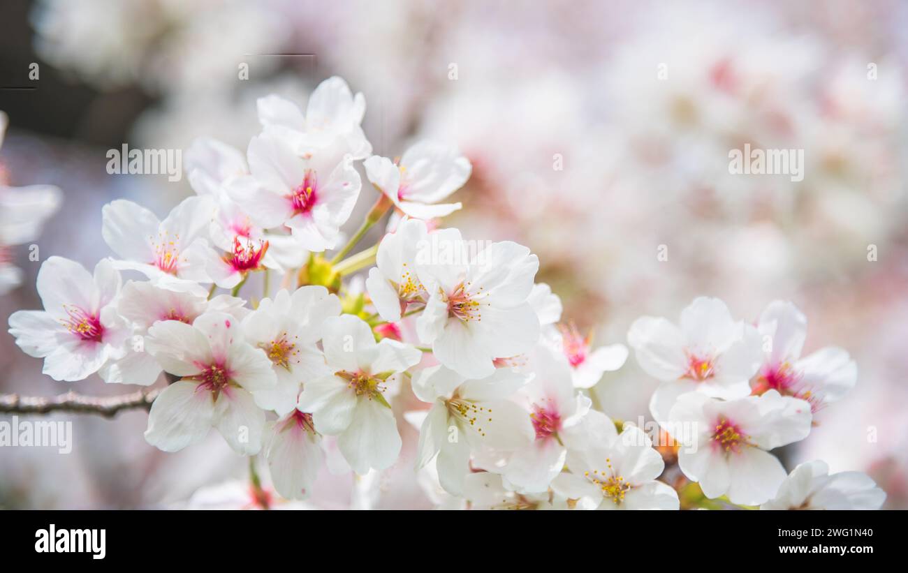 Les arbres en fleurs Sakura sont ornés de délicates fleurs blanches et roses Banque D'Images