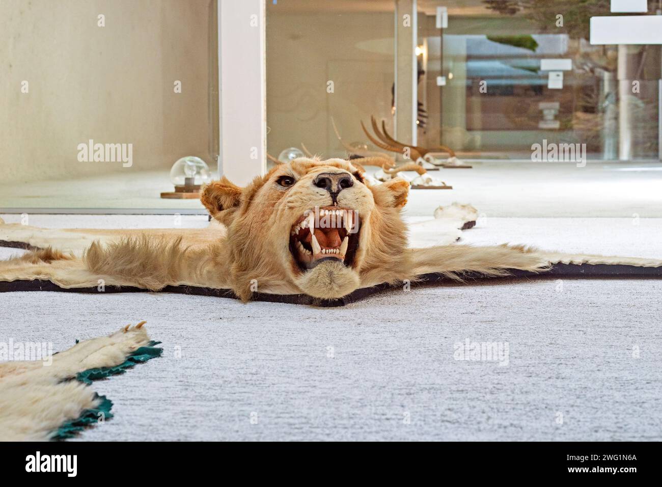 chemin fait d'un ours en peluche à l'intérieur. protection des animaux Banque D'Images