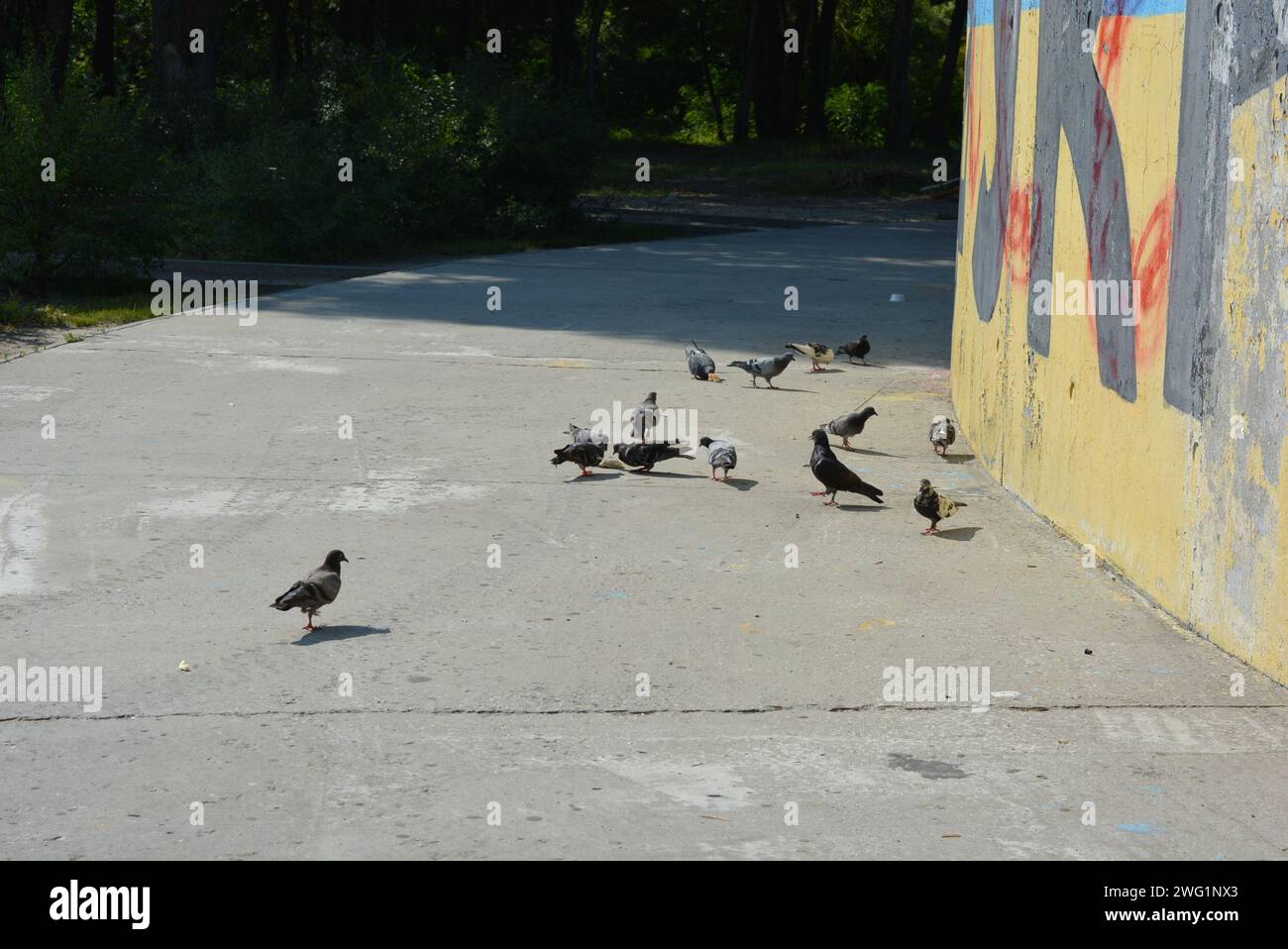 Un troupeau de pigeons de ville pique des morceaux de pain éparpillés, des miettes de pain sur un trottoir en béton. Banque D'Images
