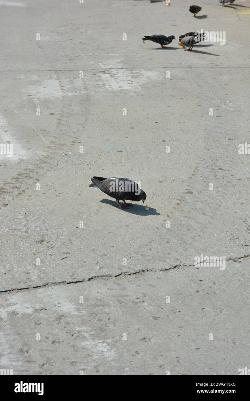Un troupeau de pigeons de ville pique des morceaux de pain éparpillés, des miettes de pain sur un trottoir en béton. Banque D'Images
