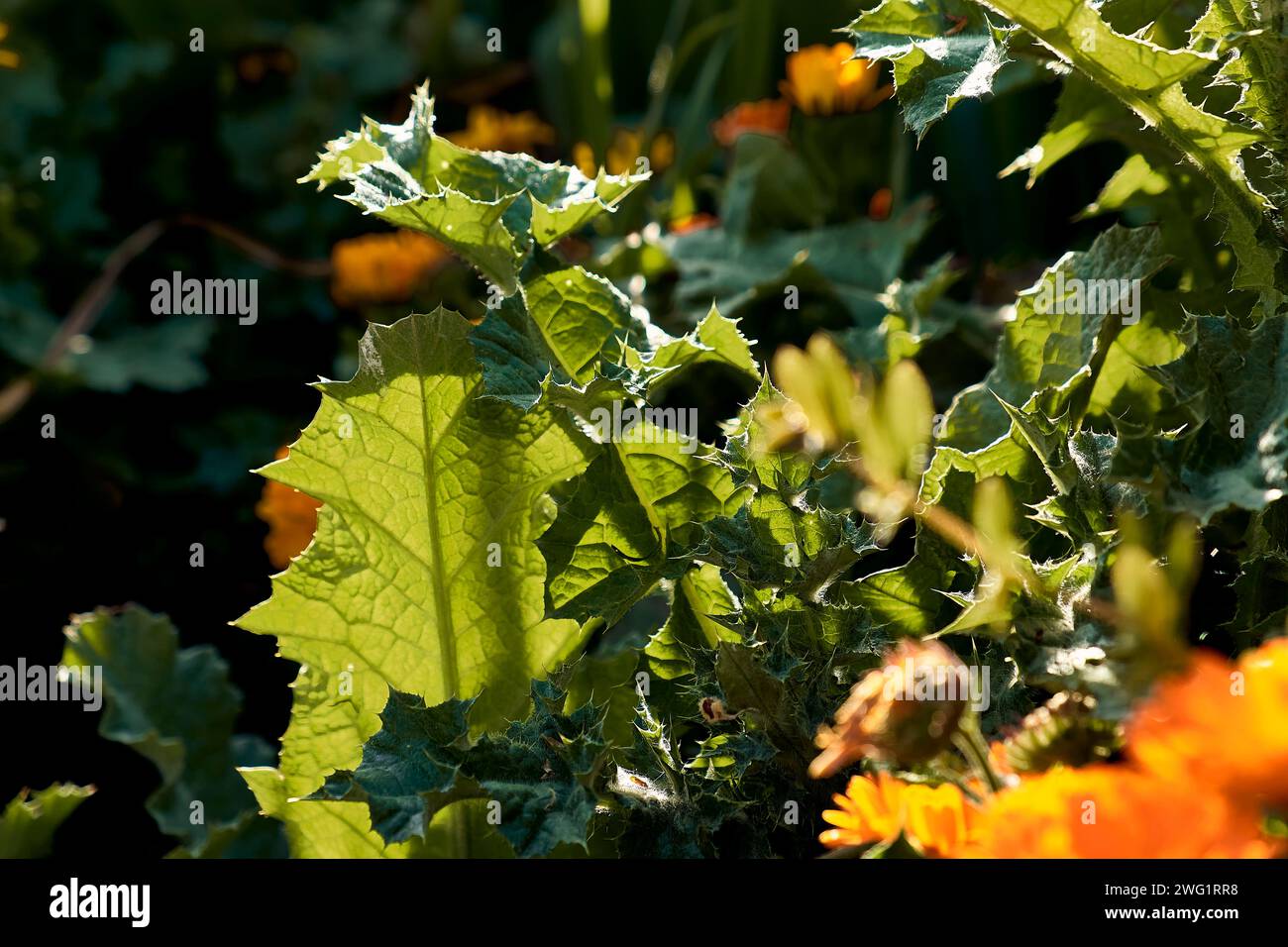 Chardon Marie (Silybum marianum) dans le patio d'une maison de ville. Plan détaillé avec des marigolds autour. Banque D'Images