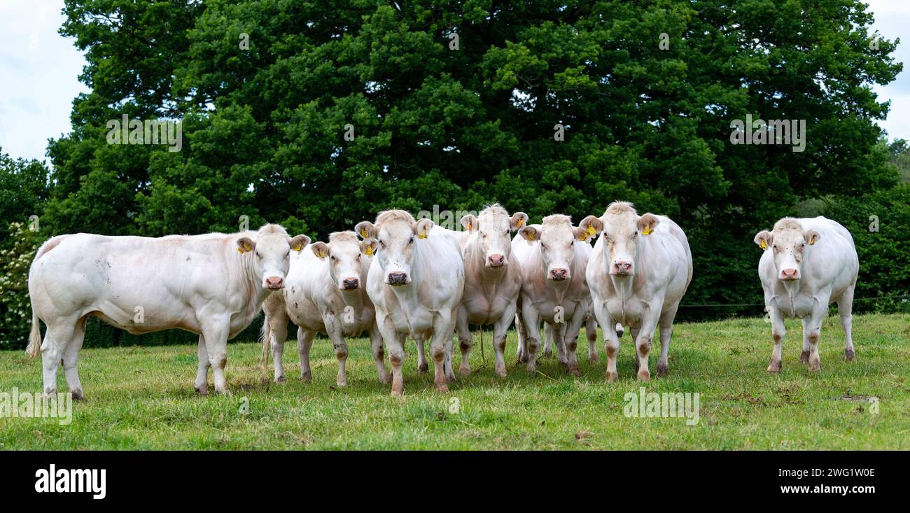 Troupeau de génisses bleues britanniques de pedigree blanc qui paissent sur un pâturage sec dans le Somerset, au Royaume-Uni Banque D'Images