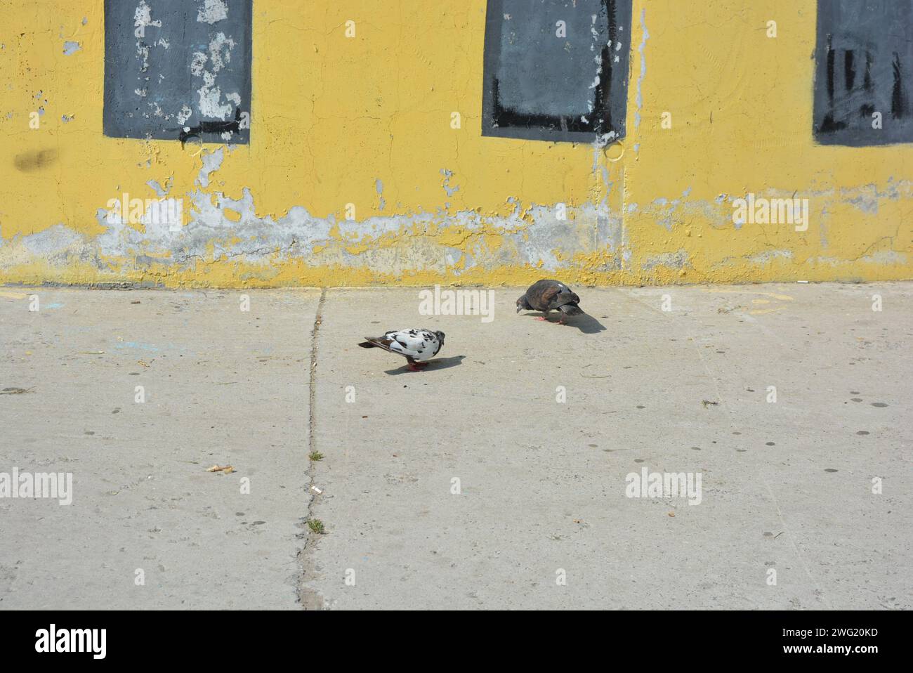 Un troupeau de pigeons de ville pique des morceaux de pain éparpillés, des miettes de pain sur un trottoir en béton. Banque D'Images