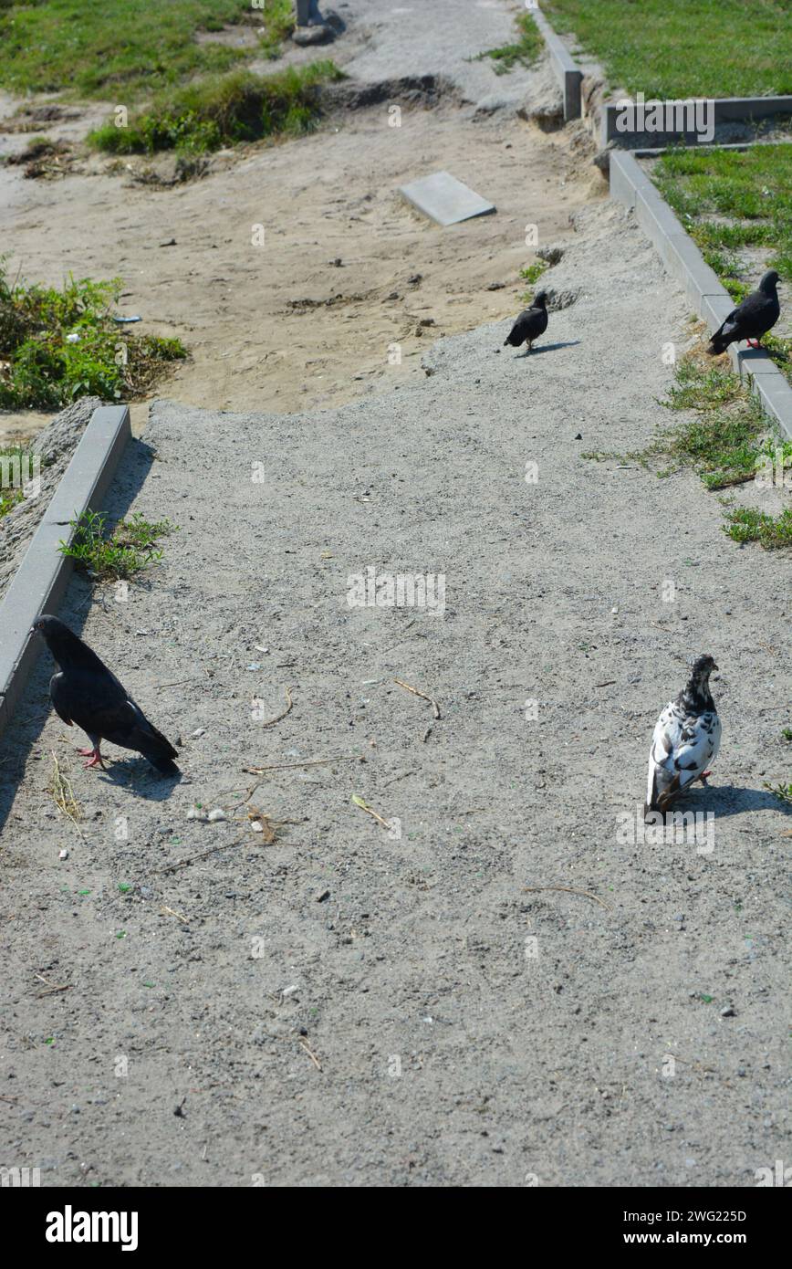 Un troupeau de pigeons de ville pique des morceaux de pain éparpillés, des miettes de pain sur un trottoir en béton. Banque D'Images