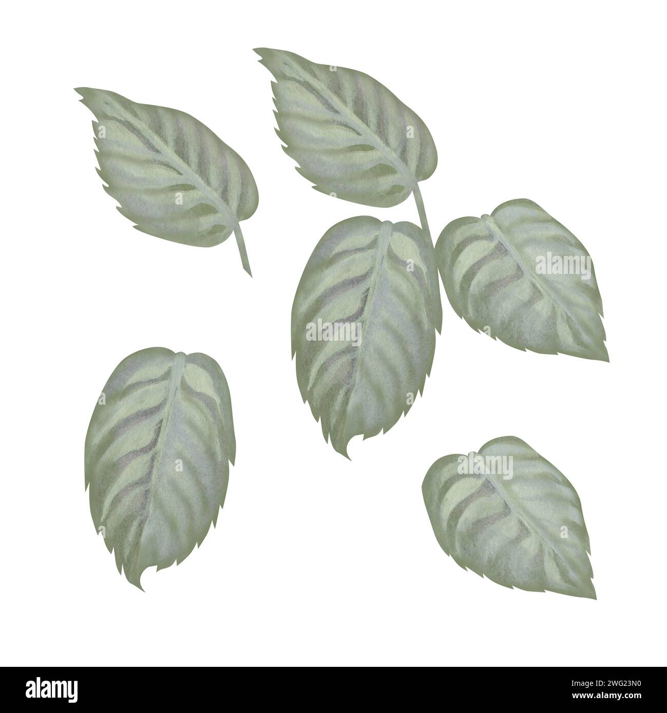 Aquarelle rose feuilles vertes dans une palette pastel dans le style vintage pour les mariages, anniversaires, fête des femmes, fête des mères pour modèle, clipart, papier peint, Banque D'Images