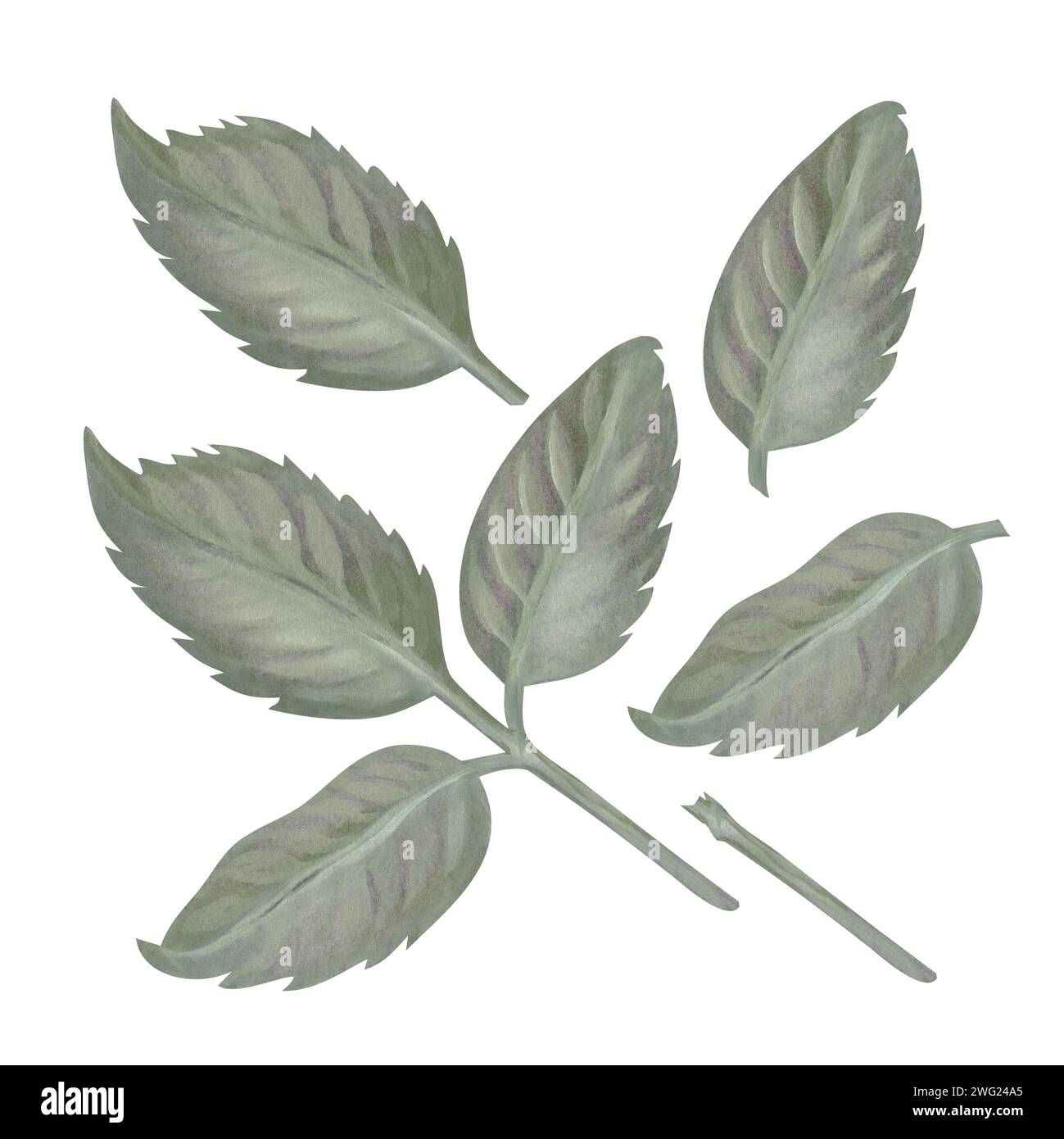 Aquarelle rose feuilles vertes dans une palette pastel dans le style vintage pour les mariages, anniversaires, fête des femmes, fête des mères pour modèle, clipart, papier peint, Banque D'Images