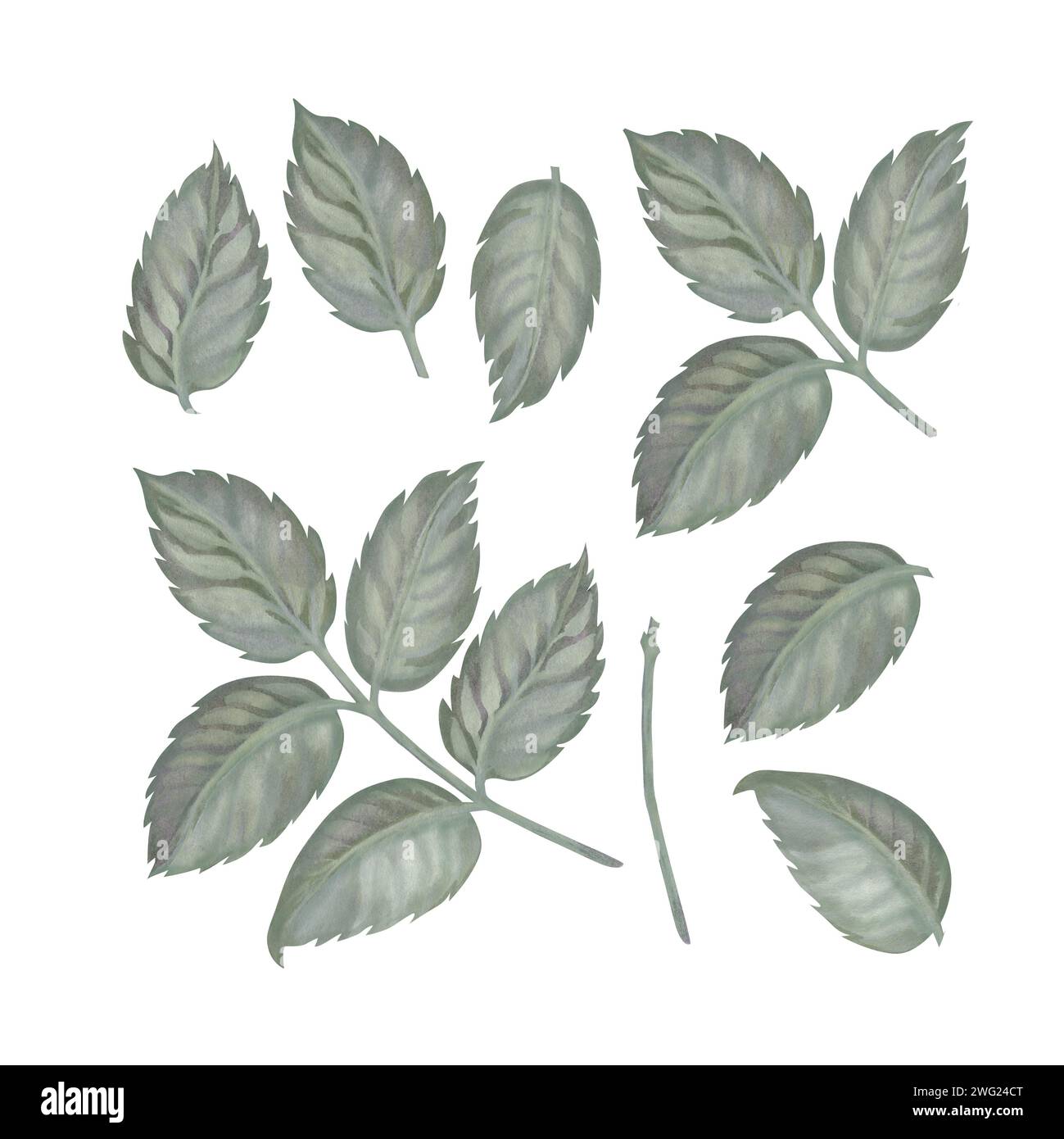 Aquarelle rose feuilles vertes dans une palette pastel dans le style vintage pour les mariages, anniversaires, fête des femmes, fête des mères pour modèle, clipart, papier peint, Banque D'Images