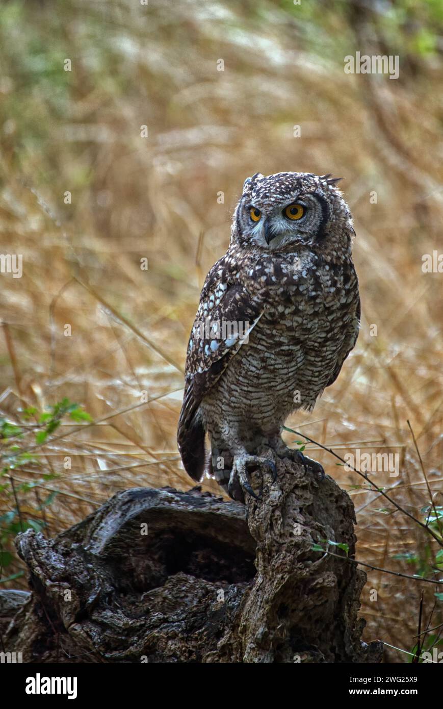 Chouette aigle africaine tachetée, Bubo africanus Banque D'Images