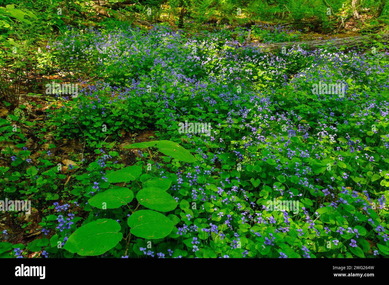 Violet bleu commun, Viola sororia, poussant dans le sous-étage d'une forêt au printemps iin les montagnes Adirondack de l'État de New York Banque D'Images