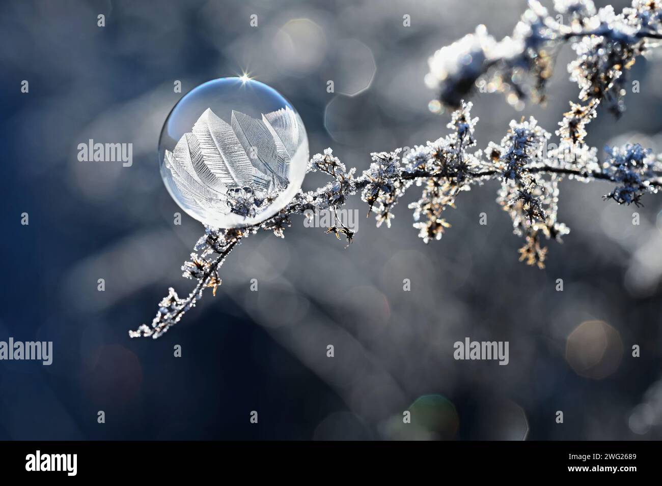 Bulle gelée dans la nature. Un beau macro shot de la nature en hiver. Concept pour l'environnement, l'eau et le gel. Banque D'Images