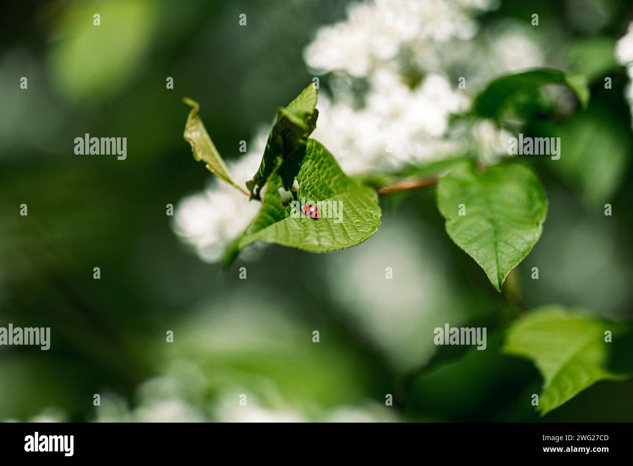 Une coccinelle sur une feuille verte dans la nature au printemps. Banque D'Images