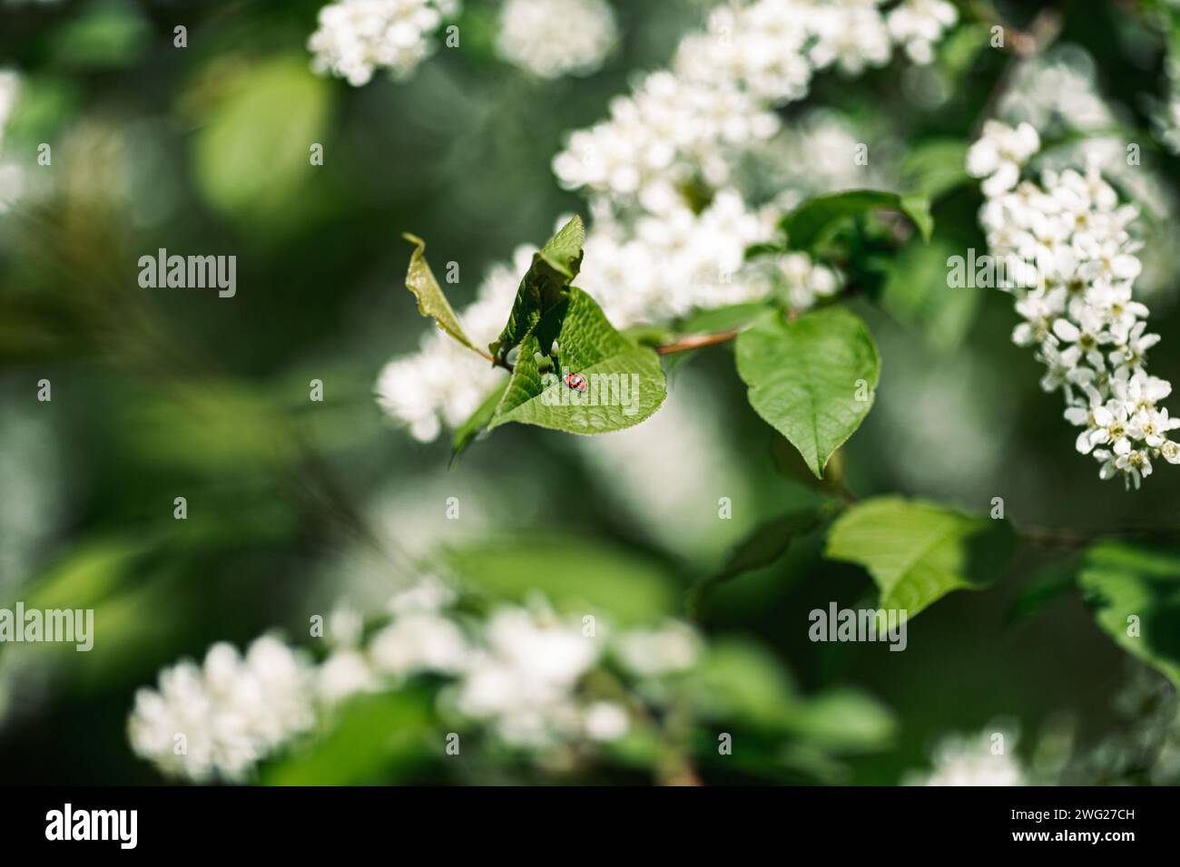 Une coccinelle sur une feuille verte dans la nature au printemps. Banque D'Images