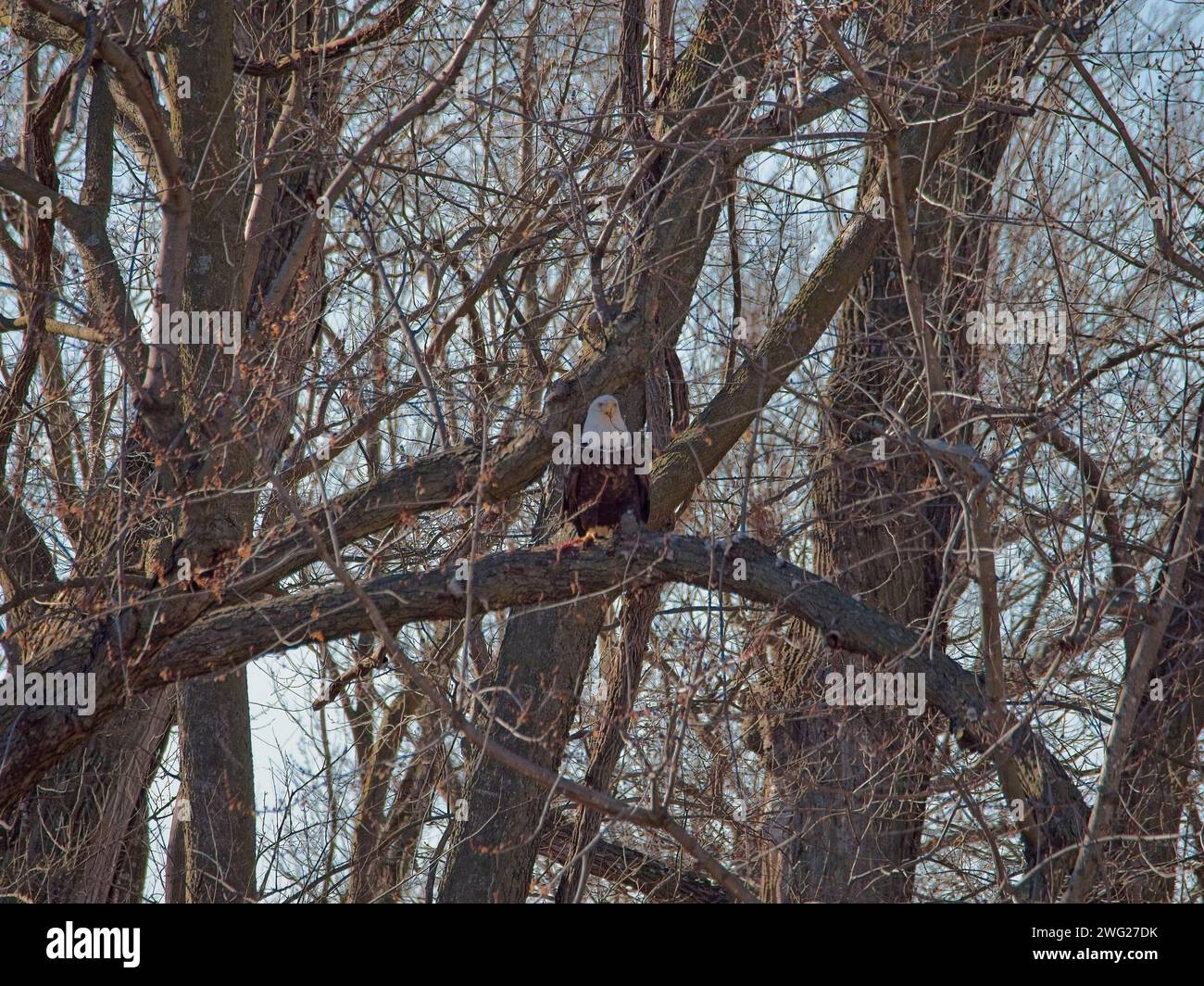 Migration de l'aigle à tête blanche à travers la réserve naturelle nationale de Loess Bluffs dans le comté de Holt, Missouri Banque D'Images